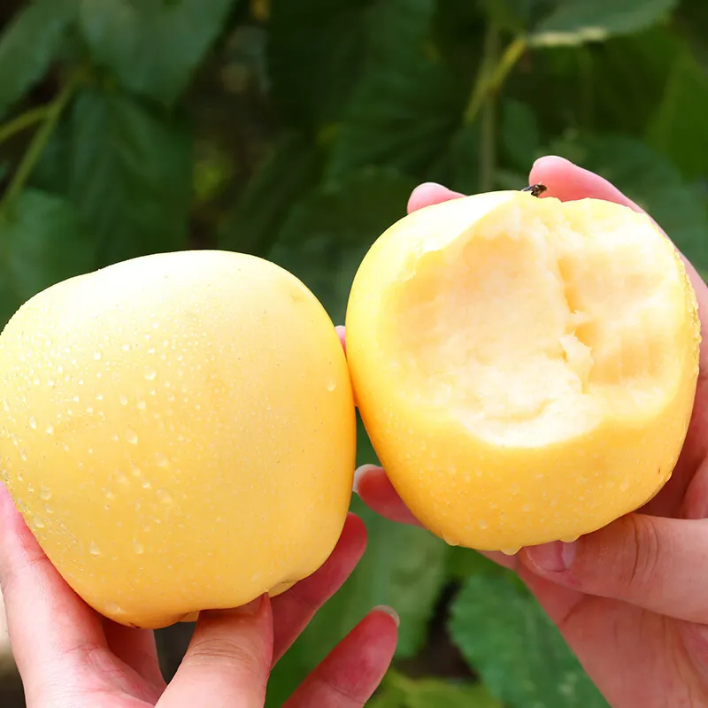 Σπόροι Χρυσής Μήλου, ποσοστό επιβίωσης 90%-GR