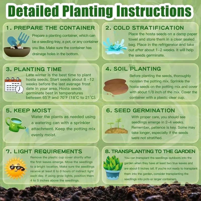 💥Vroča razprodaja 2025 🌌Semena hoste Midnight Purple Heart, trajnice za vrt, ki ljubi senco-SI