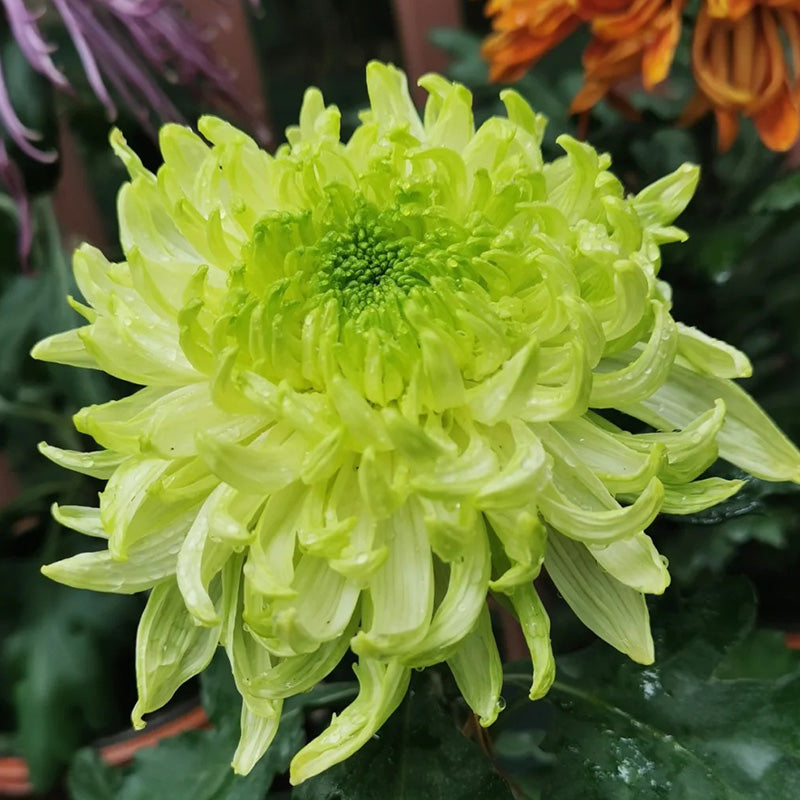 🌺Elegances zieds🌼Milzu krizantēmu sēklas-LV