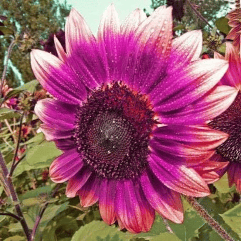 💜Retų saulėgrąžų augalų sodas - milžiniškos violetinės saulėgrąžų sėklos-LT