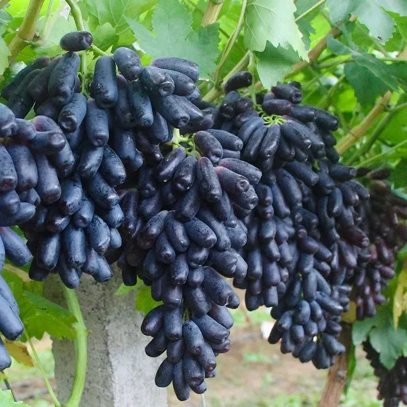 🔥 ZADNJI DAN PROMOCIJA 30% POPUSTA 💜 Sladko safirno grozdje (redke prstne sorte grozdja) 🍇-SI