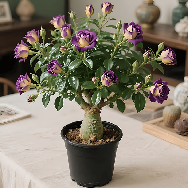 🌵🌺Čebulice puščavskih vrtnic-SI