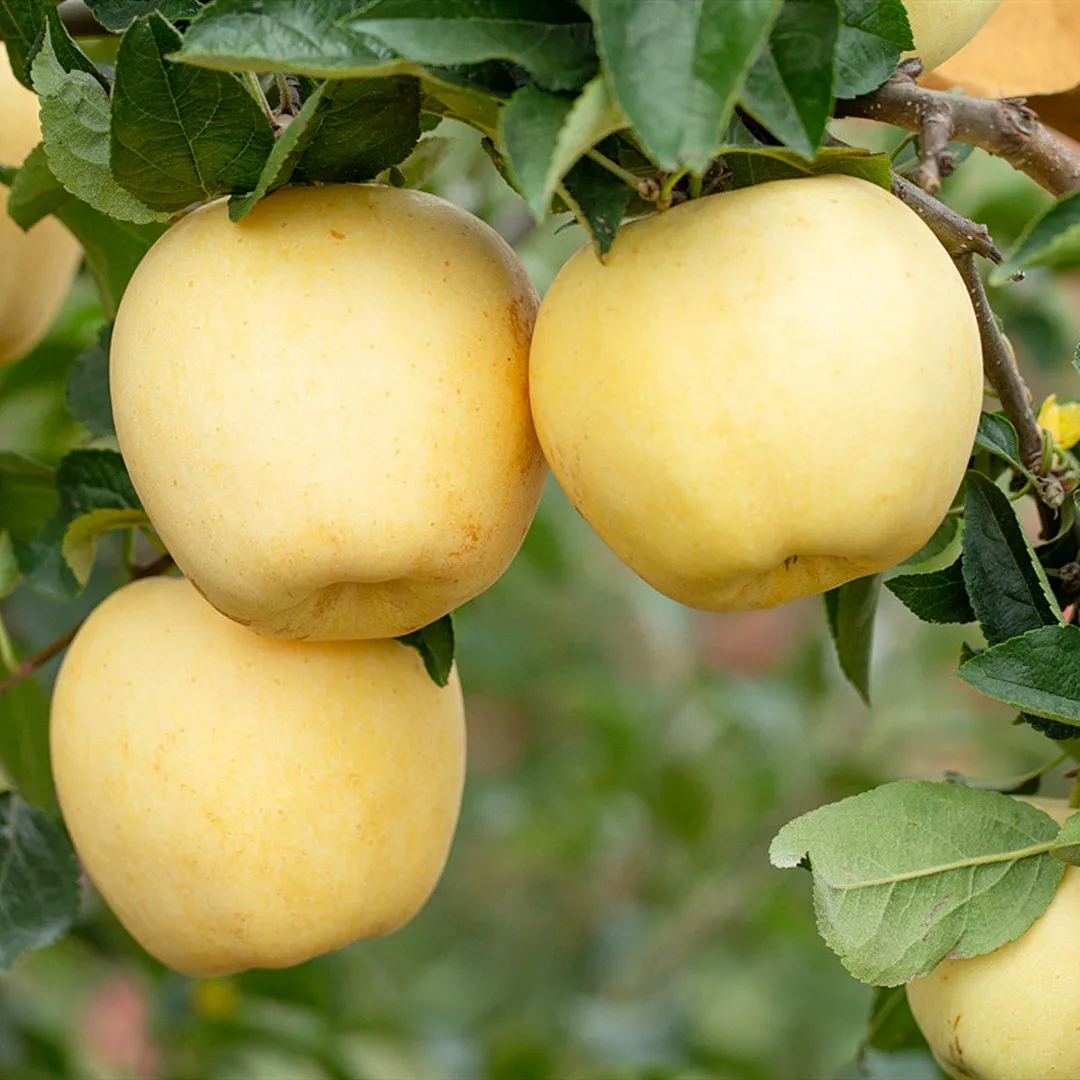 Σπόροι Χρυσής Μήλου, ποσοστό επιβίωσης 90%-GR