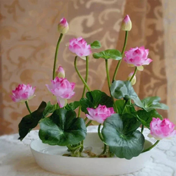 Augstākās kālitas lotus įludu semēnas-LV