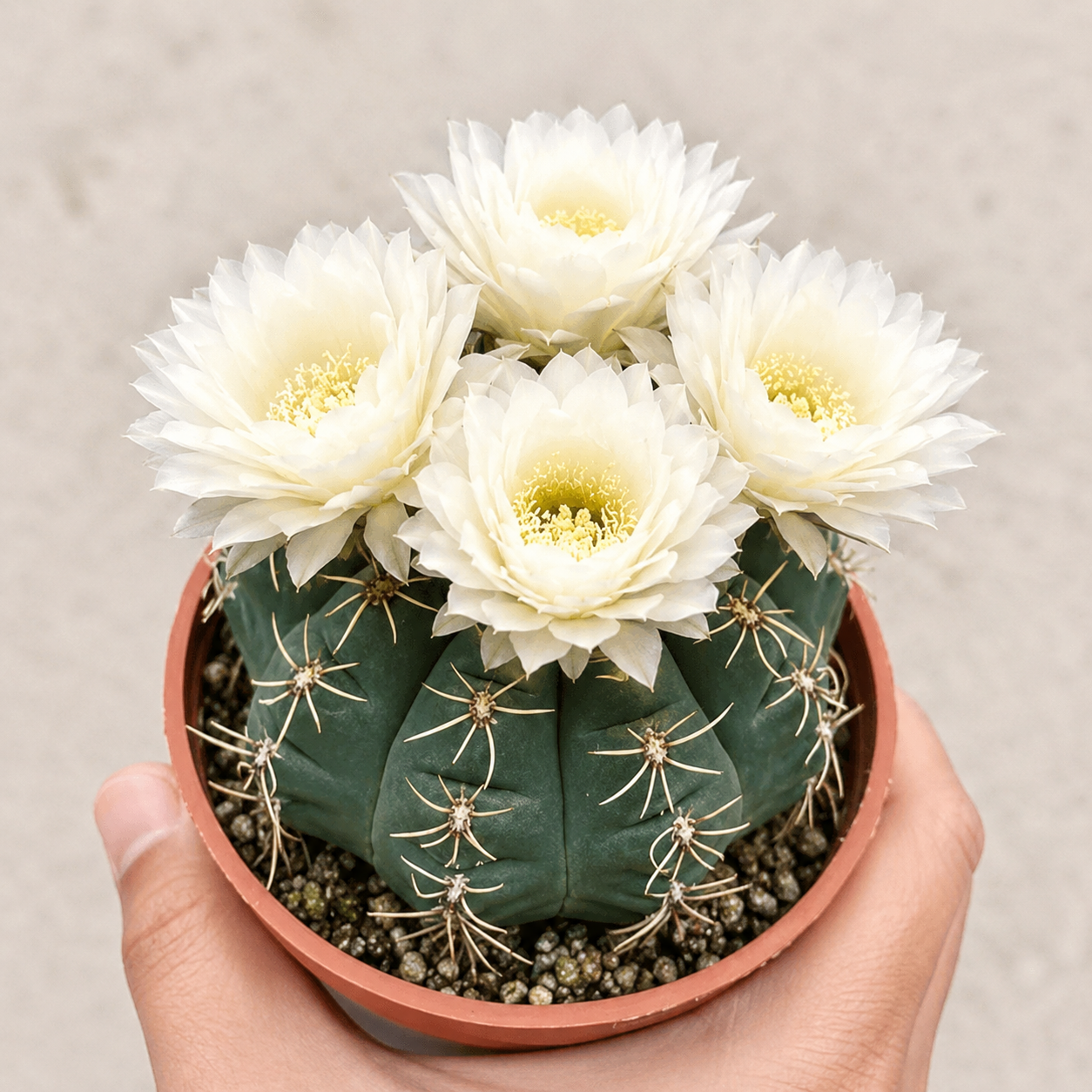 🌵 Spoznajte svojega novega najboljšega prijatelja – kaktus Gymnocalycium baldianum! 💕-SI