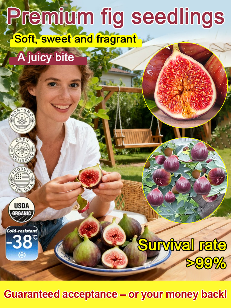 [Uživajte v svežem sadju vsak dan] Sadike fig, uvožene iz Grčije-SI