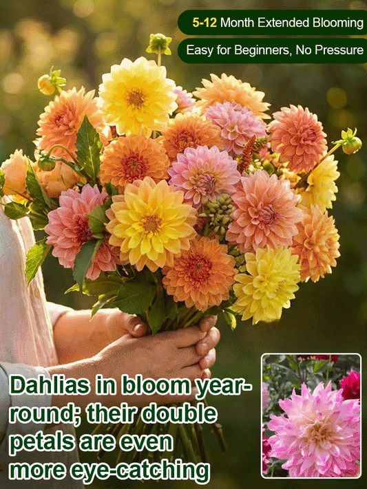 【Base Direct Sales】Four Seasons Blooming Double Dahlia Bulbs-SI