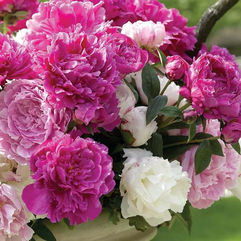 🌺Čudovita mešana semena potonik-SI