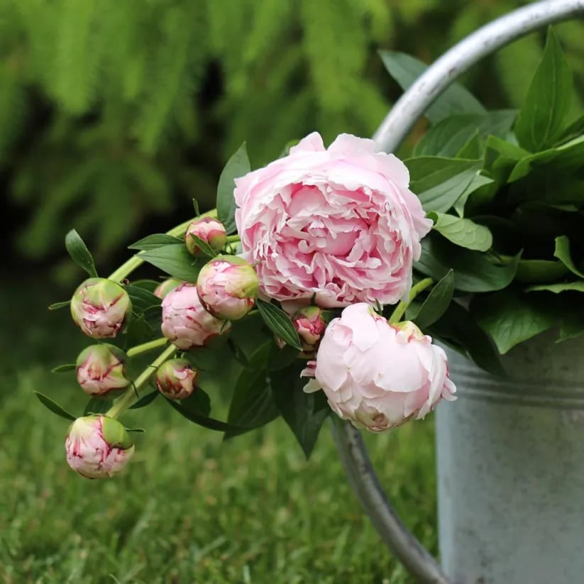🌺Čudovita mešana semena potonik-SI