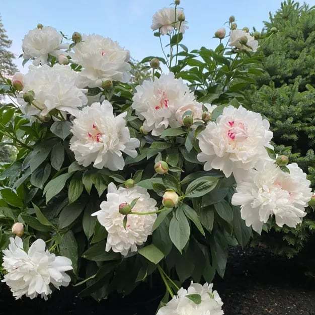 🌺Čudovita mešana semena potonik-SI