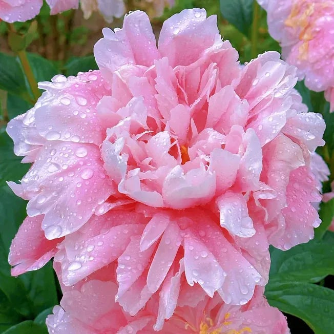🌺Čudovita mešana semena potonik-SI