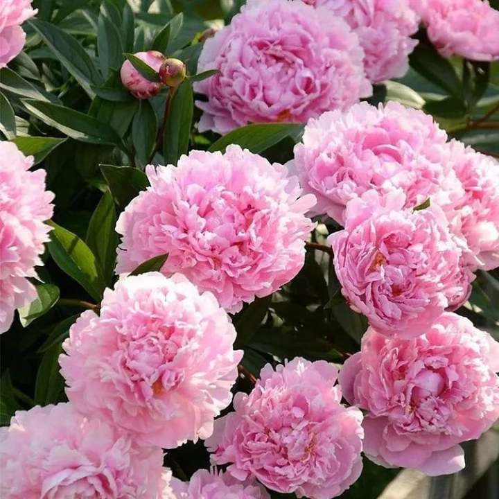 🌺Čudovita mešana semena potonik-SI