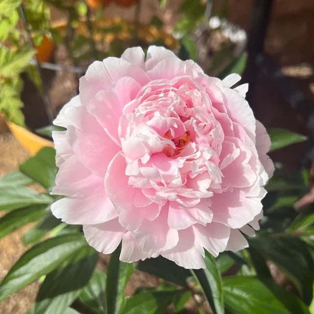 🌺Čudovita mešana semena potonik-SI