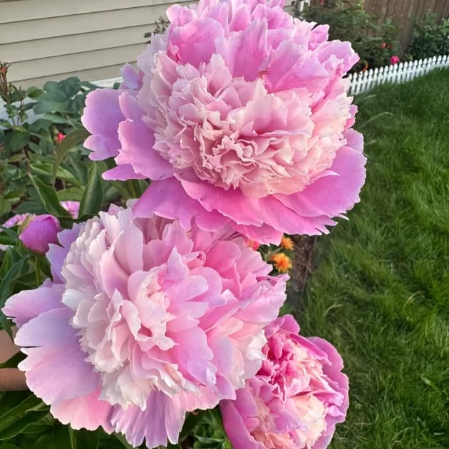 🌺Čudovita mešana semena potonik-SI