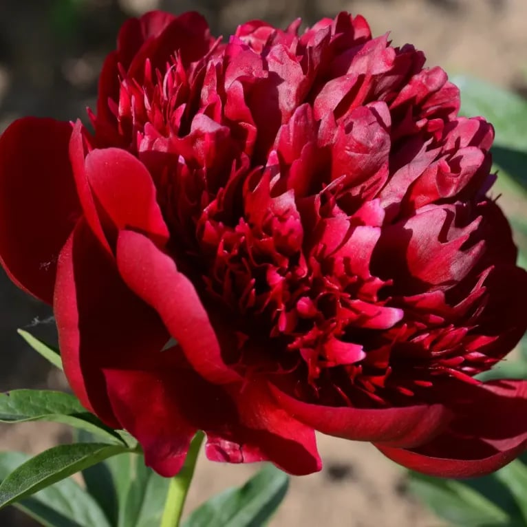 🌺Čudovita mešana semena potonik-SI