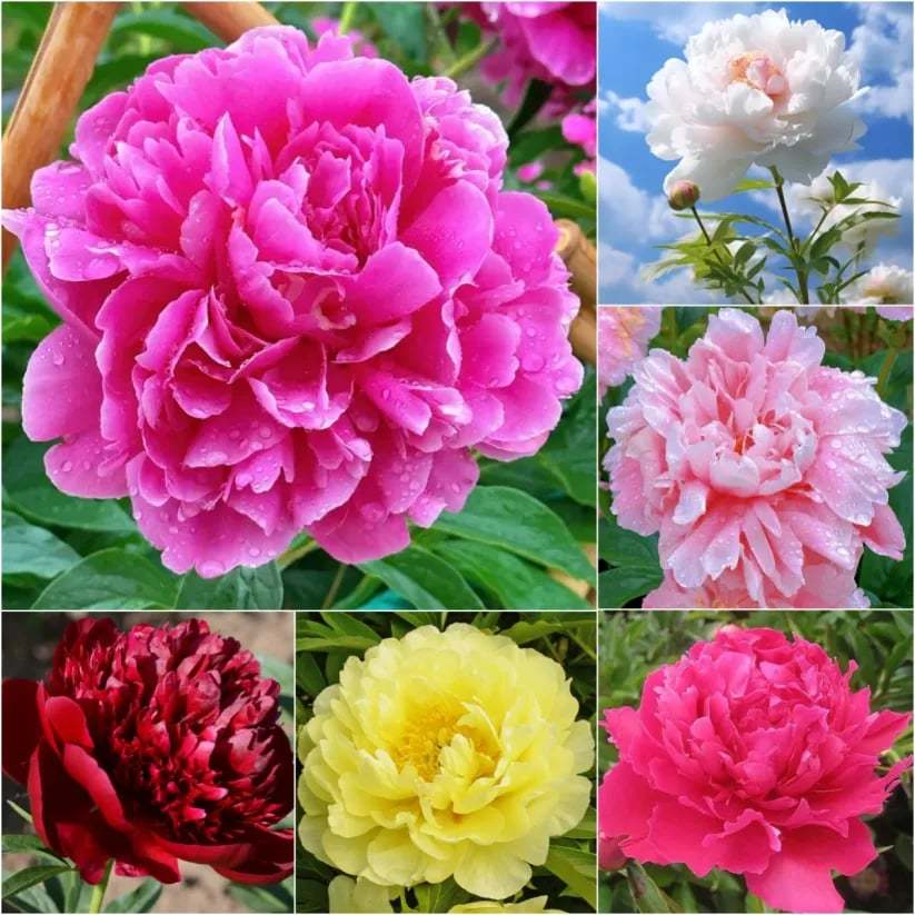 🌺Čudovita mešana semena potonik-SI