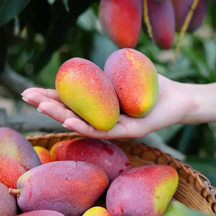 🥭 Žametne, sladke in sočne sadike manga – začutite okus tropov v svojem domu 🌴-SI