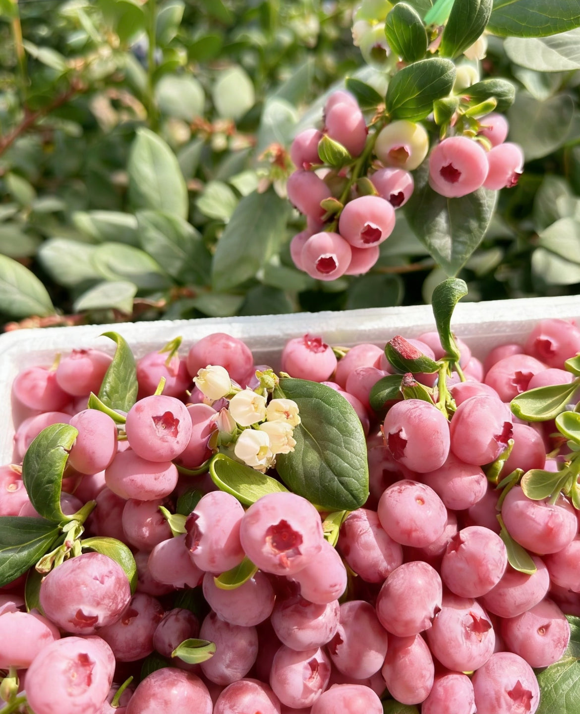 Σπόροι Pink Bliss Blueberry – Διπλή Γλυκύτητα--GR