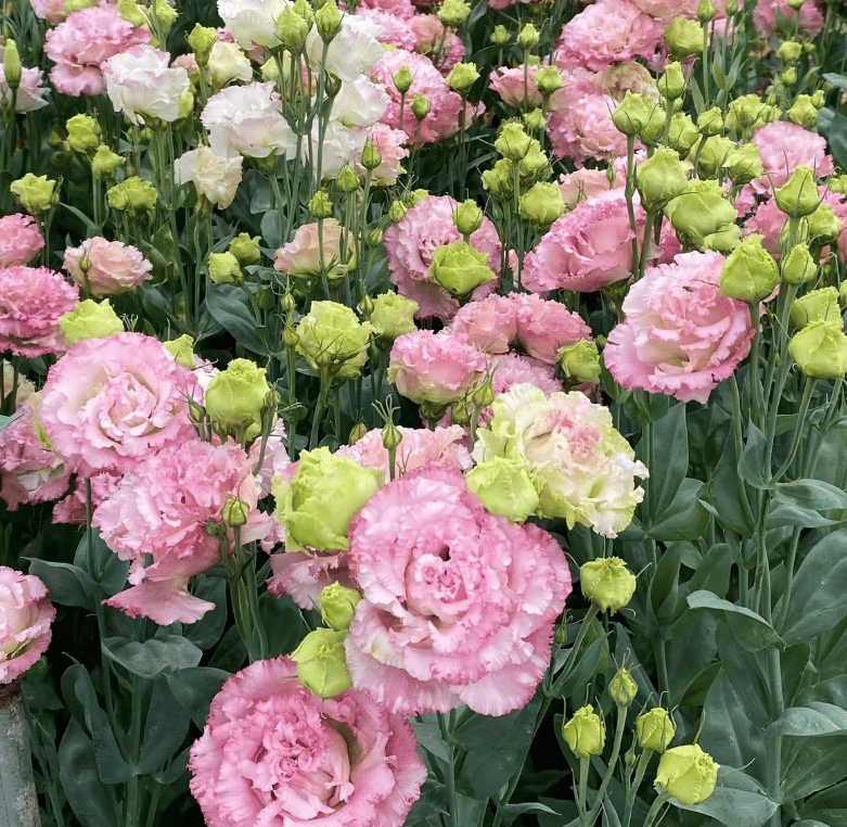 🔥Τελευταία μέρα πώλησης💝Eustoma Thornless Rose💐Σπόροι Lisianthus-GR