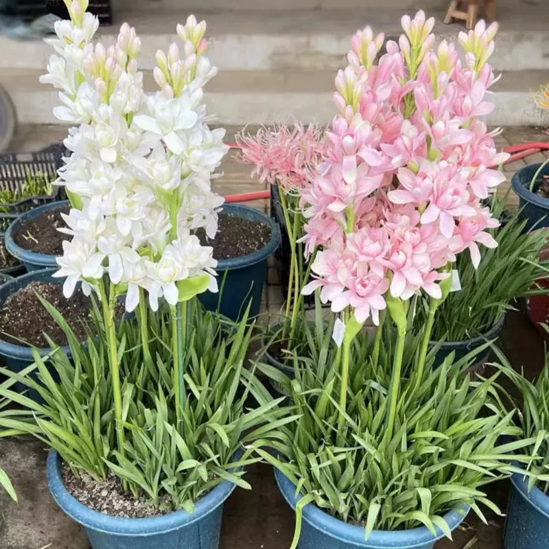 Dviguba tuberoza 🌸 - Didelis svogūninis žiedas-LT