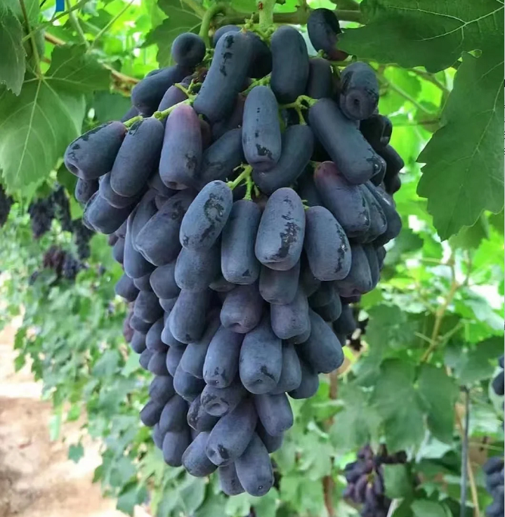 🔥 ZADNJI DAN PROMOCIJA 30% POPUSTA 💜 Sladko safirno grozdje (redke prstne sorte grozdja) 🍇-SI