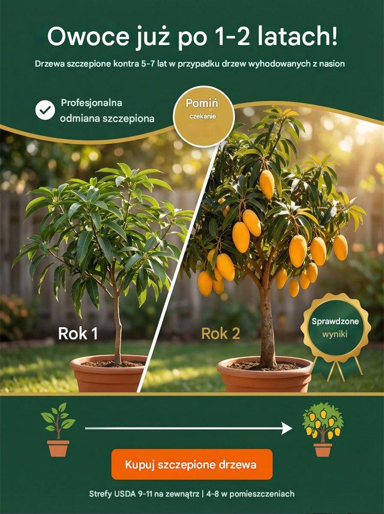 [1–2 metų rezultatai] Nykštukiniai skiepyti mango daigai be GMO-LT