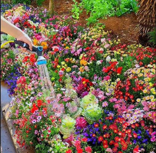 🔥Τελευταία ημέρα εκπτώσεων💐Μεικτοί σπόροι πολυετών λουλουδιών - πάνω από 60 μικτές ποικιλίες-GR