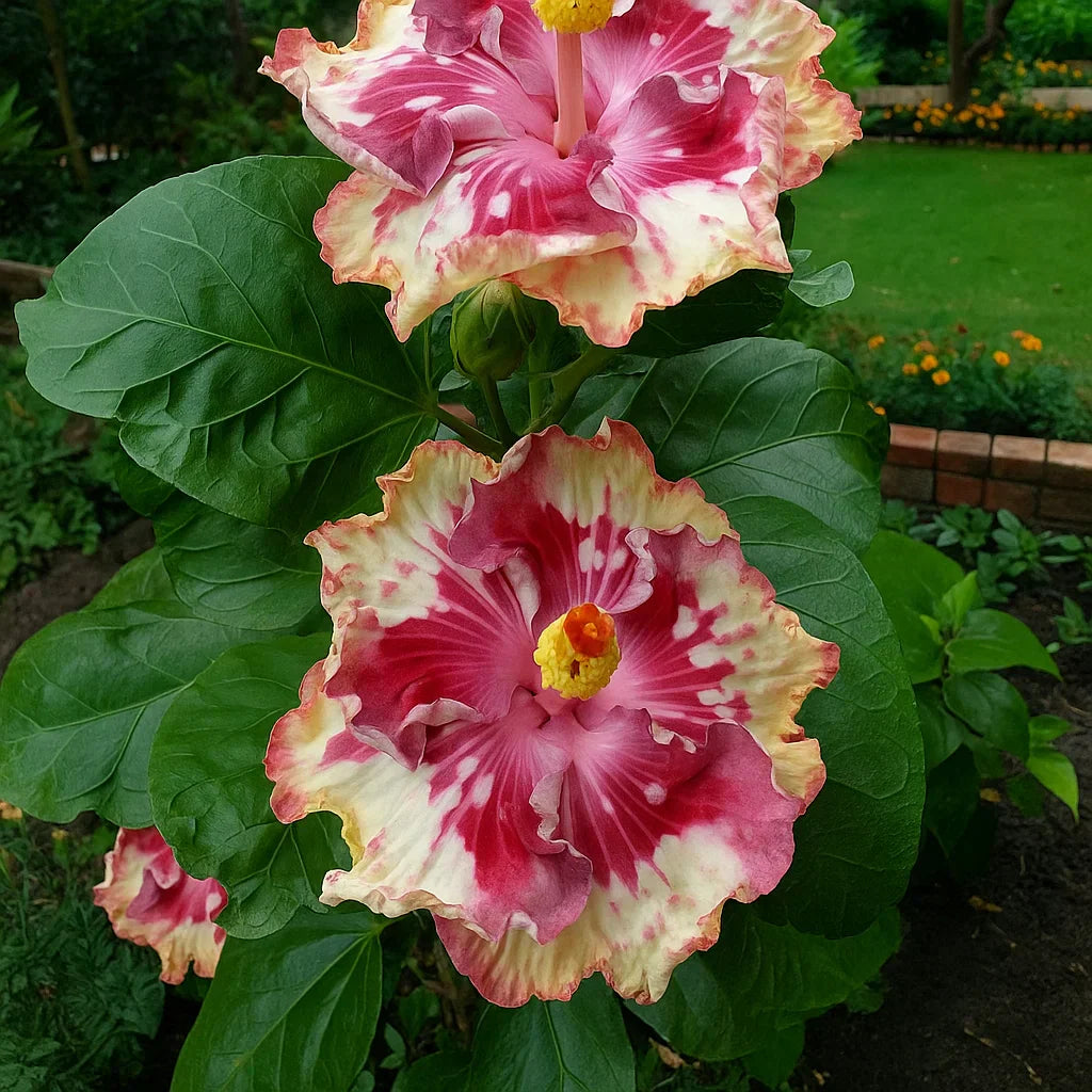 🔥 VROČA RAZPRODAJA - 50 % POPUST 🔥🌸 Semena dvojnega hibiskusa - enostavna za gojenje 🌸-SI