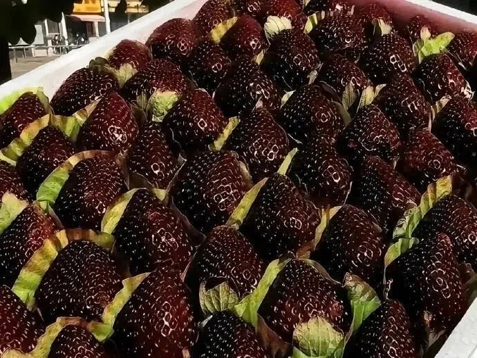 Velikanska semena jagode Black Diamond – sladka, bogata s hranili in enostavna za gojenje doma-SI