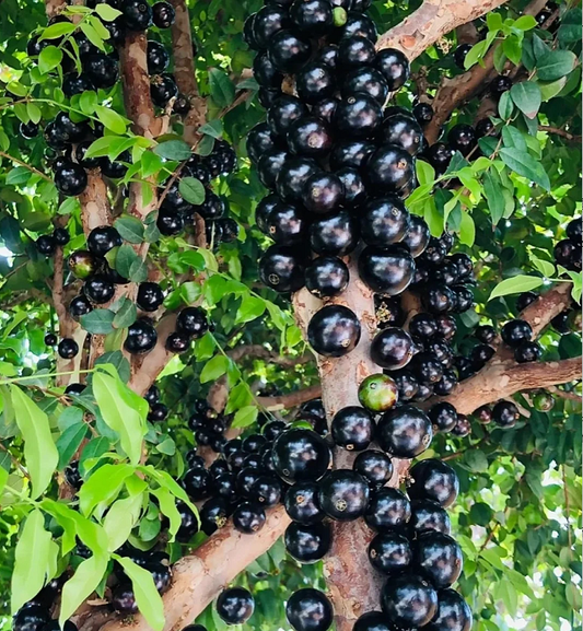 Σπόροι σταφυλιού Jabuticaba-GR
