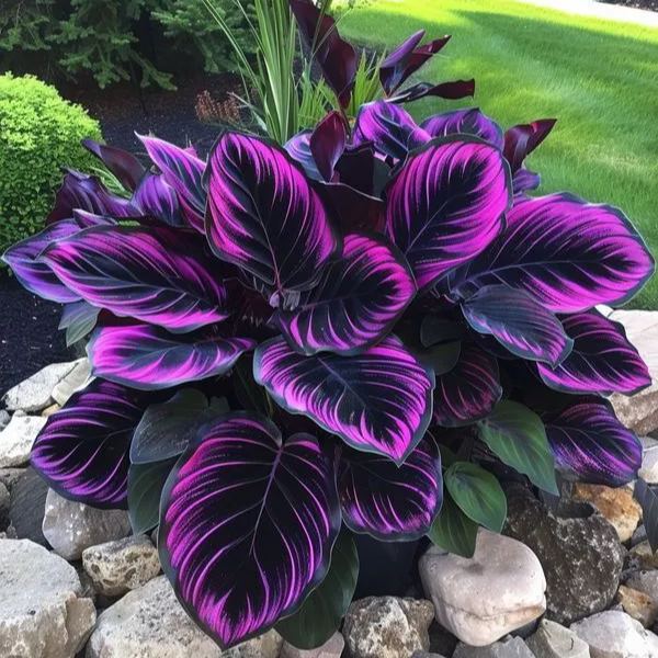 🌿 Barvita semena hoste – kralj sence na vrtu! 🌿-SI