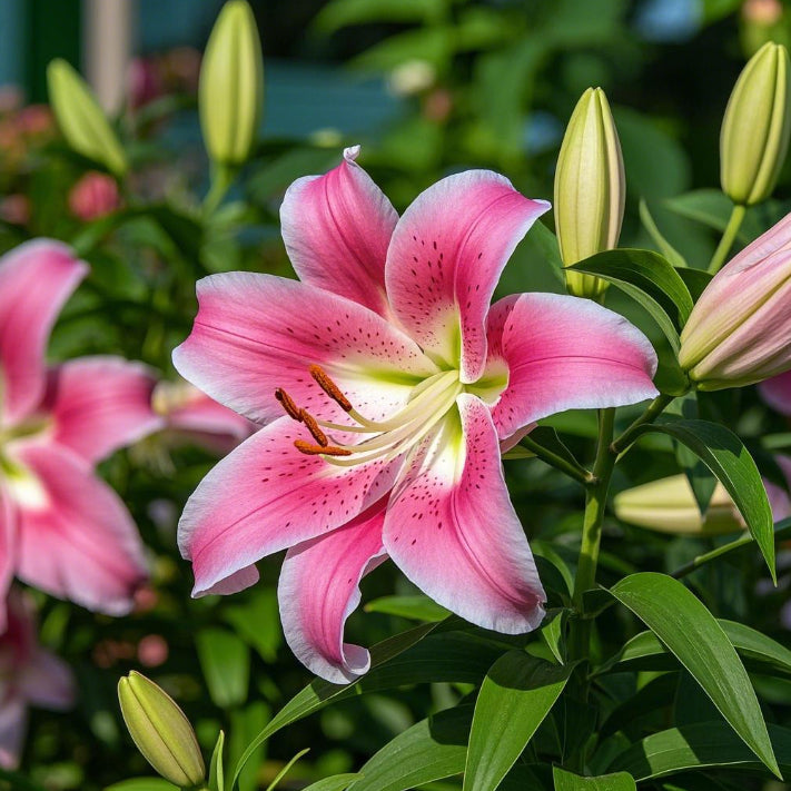 🌺Retos lelijų svogūnėlės – šviežios ir saldžios-LT