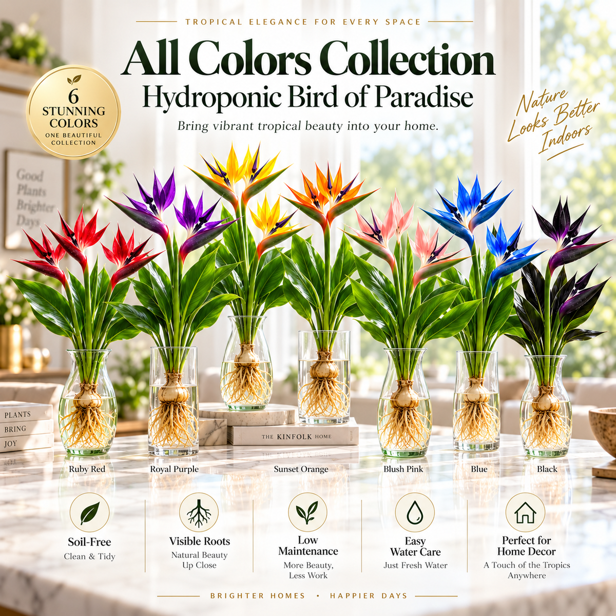 🕊️ Hydroponic Bird of Paradise Starter – Tropical Water-Grown Indoor Plant 💧🌱