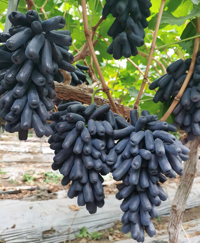 🔥 ZADNJI DAN PROMOCIJA 30% POPUSTA 💜 Sladko safirno grozdje (redke prstne sorte grozdja) 🍇-SI