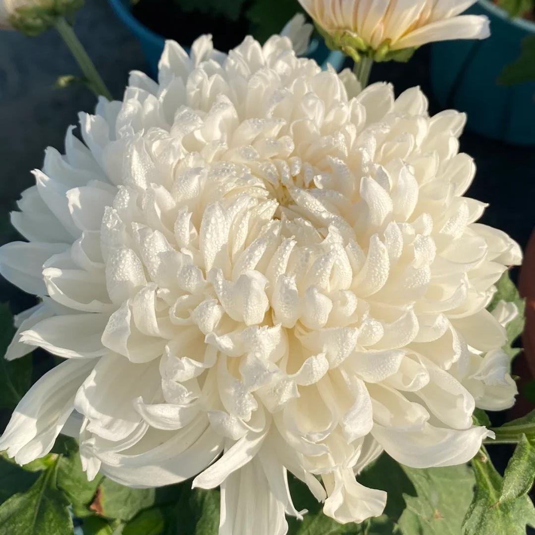 🌺Cvet elegance🌼Semena orjaške krizanteme-SI