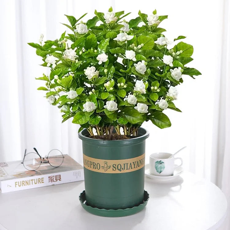 ZADNJI DAN PROMOCIJA 35 % POPUSTA 🌸 Lončnica jasmina (🌱Zagotovljeno preživetje: Brezplačna zamenjava🌿)-SI