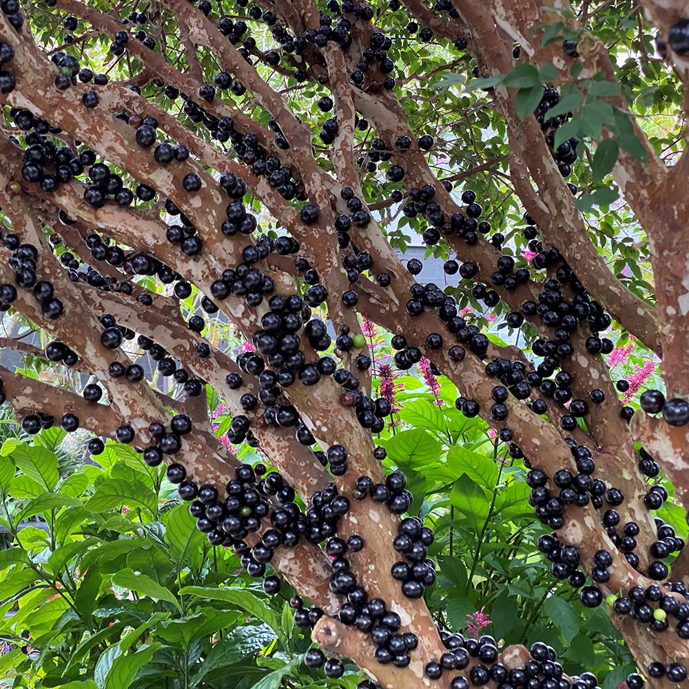 Semena grozdja Jabuticaba-SI