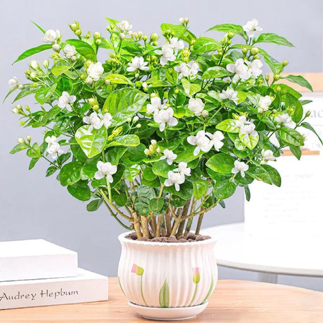 ZADNJI DAN PROMOCIJA 35 % POPUSTA 🌸 Lončnica jasmina (🌱Zagotovljeno preživetje: Brezplačna zamenjava🌿)-SI