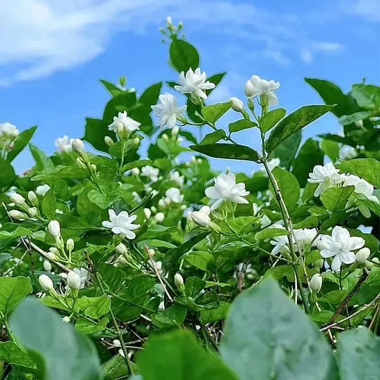 ΤΕΛΕΥΤΑΙΑ ΜΕΡΑ ΠΡΟΣΦΟΡΑΣ - 49% ΕΚΠΤΩΣΗ 🌸Όμορφο φυτό γιασεμιού σε γλάστρα (μπορεί να φυτευτεί και τον χειμώνα)🌸-GR