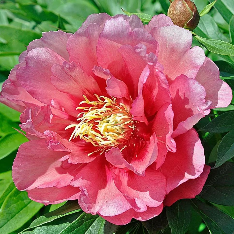 🌸 Διπλά αναρριχώμενη παιώνια, ένα ανθεκτικό στον παγετό πολυετές φυτό κήπου για εσωτερική και εξωτερική ομορφιά-GR