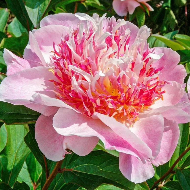 🌸 Διπλά αναρριχώμενη παιώνια, ένα ανθεκτικό στον παγετό πολυετές φυτό κήπου για εσωτερική και εξωτερική ομορφιά-GR
