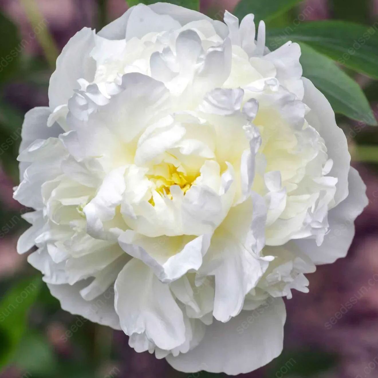 🌸 Διπλά αναρριχώμενη παιώνια, ένα ανθεκτικό στον παγετό πολυετές φυτό κήπου για εσωτερική και εξωτερική ομορφιά-GR