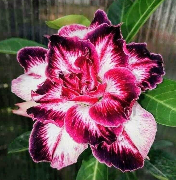 🔥Vzgojite puščavsko kraljico – zdaj po znižani ceni!🎁 😍Rada cveti, dolgo cveti 🌵 Puščavska vrtnica-SI