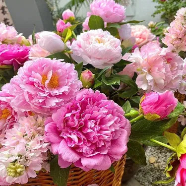 🌺Čudovita mešana semena potonik-SI