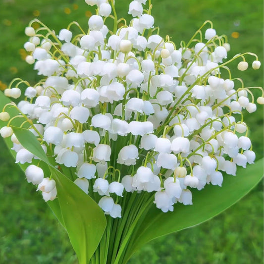 💐ŠMARJA – SREČA PRIDE-SI