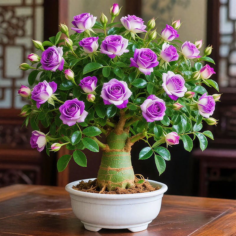 🌵🌺Čebulice puščavskih vrtnic-SI