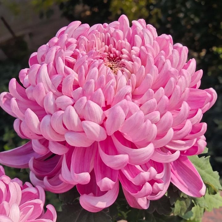 🌺Elegances zieds🌼Milzu krizantēmu sēklas-LV
