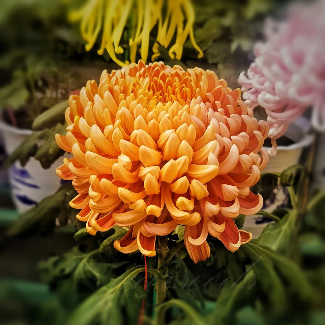 🌺Cvet elegance🌼Semena orjaške krizanteme-SI