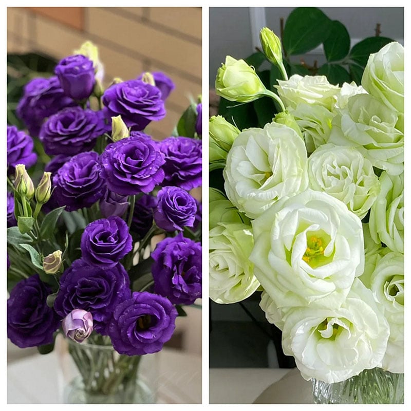 🔥Τελευταία μέρα πώλησης💝Eustoma Thornless Rose💐Σπόροι Lisianthus-GR