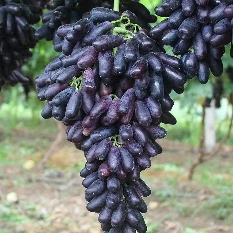 🔥 ZADNJI DAN PROMOCIJA 30% POPUSTA 💜 Sladko safirno grozdje (redke prstne sorte grozdja) 🍇-SI